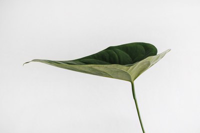 green leaf